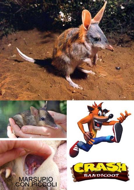 Bandicoot