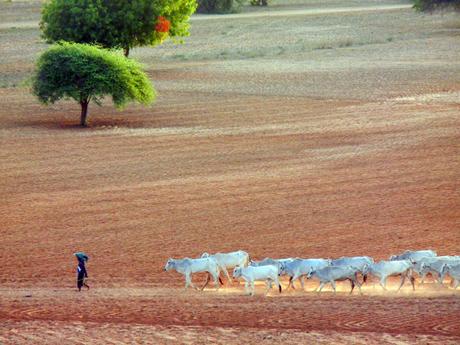 Birmania (1°parte – Yangon, Golden Rock, Bago, Monte Popa, Bagan) Birmania_viaggiandovaldi