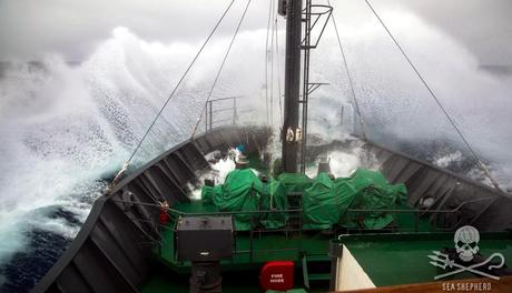 Sea Shepherd: per gli oceani oltre la tempesta.