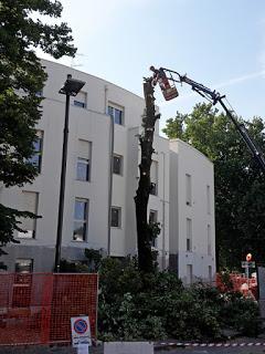 Tigliatelle: ovvero come ti riduco i tigli di Via Barabaschi Tigliatelle: ovvero come ti riduco i tigli di Via Barabaschi