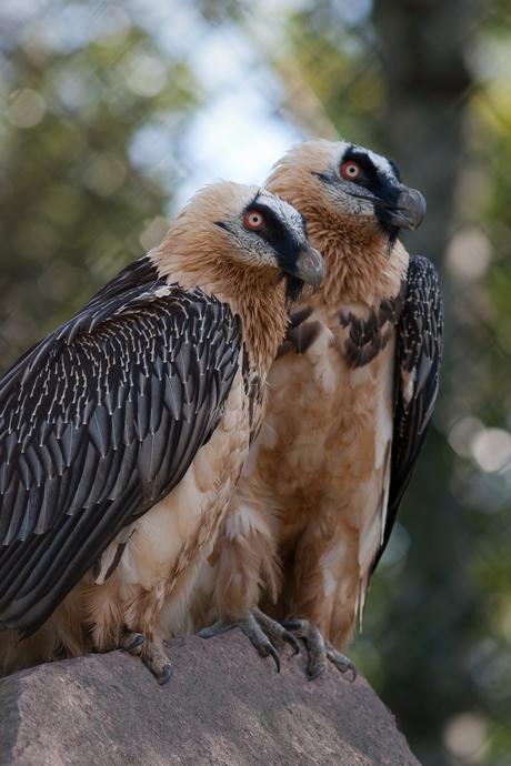 Gypaetus barbatus, l’avvoltoio europeo