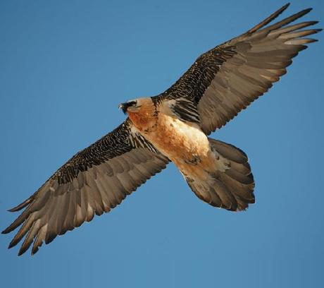 Gypaetus barbatus, l’avvoltoio europeo