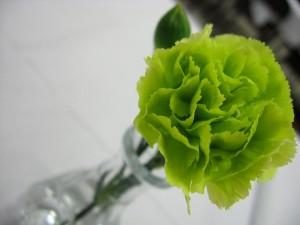 garofano verde