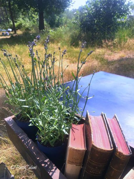 lavanda per il bouquet, per i segnaposto e …per il matrimonio di Maria Cristina e Andrea