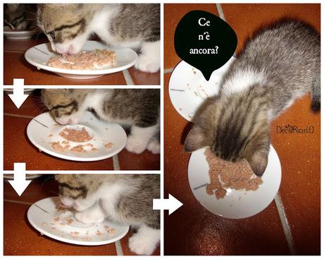 Prima pappa cucciolo-gattosa Prima pappa cucciolo-gattosa
