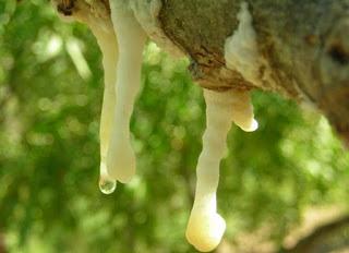 La manna: usi curativi e cosmetici La manna: usi curativi e cosmetici