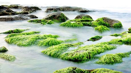 Biofuel da alghe, in Spagna si raccolgono i primi frutti