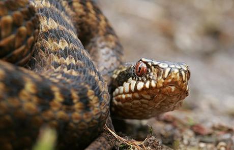 Scatta un selfie con un serpente e accade l’inevitabile