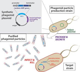 I fagemidi aiutano a combattere le superinfezioni batteriche