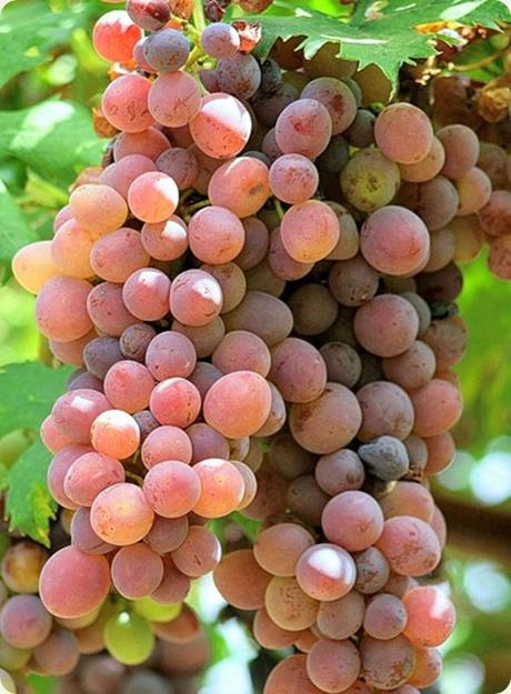 Rosati salentini, dal tipico sentore fruttato, da abbinare alla cucina marinara locale. Rosati salentini, dal tipico sentore fruttato, da abbinare alla cucina marinara locale.