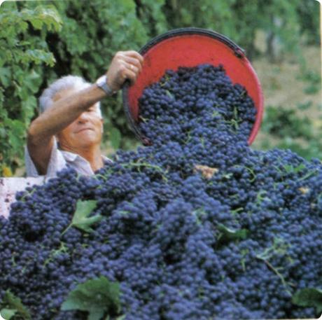 Rosati salentini, dal tipico sentore fruttato, da abbinare alla cucina marinara locale. Rosati salentini, dal tipico sentore fruttato, da abbinare alla cucina marinara locale.
