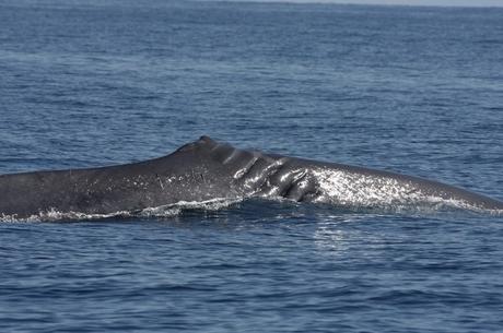 ischia capodogli