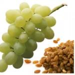 Cibi pericolosi per cani uva
