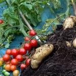 Cibi pericolosi per cani pomodori e patate