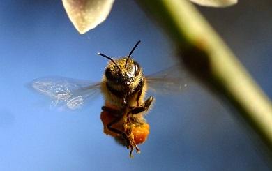 Fermiamo lo sterminio delle api!