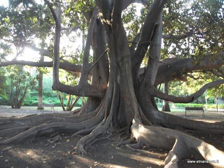 Cinque testimoni silenziosi: gli alberi secolari del catanese...