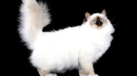 Sacro di Birmania Sacro di Birmania