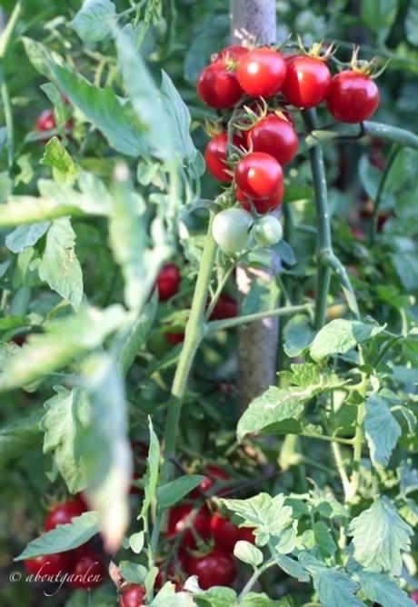 La memoria dei pomodori pomodori semenza