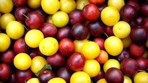 Susine o Prugne images