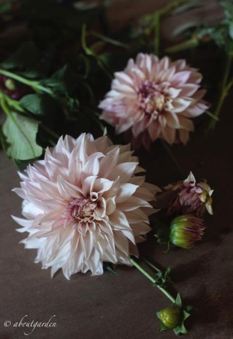 Dahlia 'Cafè au Lait'