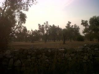 Le foto sono state scattate il 15 agosto 2015 nell'agro di Lecce e precisamente nei pressi del Parco di Rauccio.