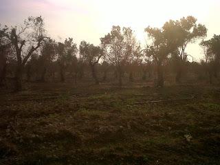 Le foto sono state scattate il 15 agosto 2015 nell'agro di Lecce e precisamente nei pressi del Parco di Rauccio.