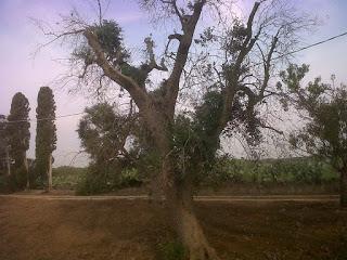 Le foto sono state scattate il 15 agosto 2015 nell'agro di Lecce e precisamente nei pressi del Parco di Rauccio.