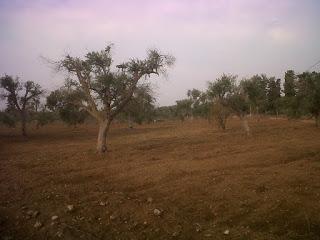 Le foto sono state scattate il 15 agosto 2015 nell'agro di Lecce e precisamente nei pressi del Parco di Rauccio.