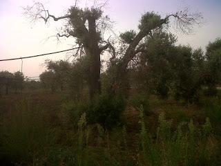 Le foto sono state scattate il 15 agosto 2015 nell'agro di Lecce e precisamente nei pressi del Parco di Rauccio.