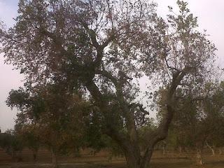 Le foto sono state scattate il 15 agosto 2015 nell'agro di Lecce e precisamente nei pressi del Parco di Rauccio.