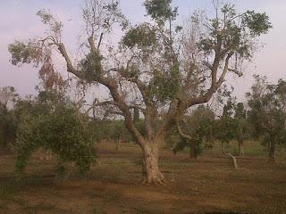 Le foto sono state scattate il 15 agosto 2015 nell'agro di Lecce e precisamente nei pressi del Parco di Rauccio.