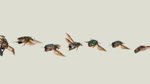 Recensione: Il mio splendido migliore amico di A.G. Howard insects