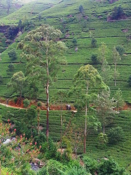 Viaggio in Sri Lanka! (fai da te) Blossom zine viaggio in Sri Lanka 7