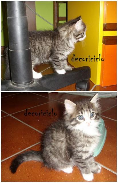 I cuccioli di Tosca: Macchia, Luna e Amilcare I cuccioli di Tosca: Macchia, Luna e Amilcare