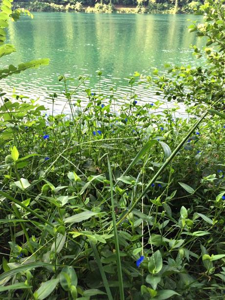 #fioridivenerdì- – – – – – – Tradescantia dai fiori blu lungo il fiume Ticino