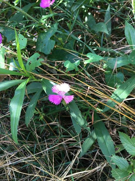 #fioridivenerdì- – – – – – – Tradescantia dai fiori blu lungo il fiume Ticino