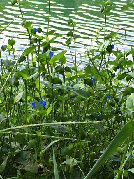 #fioridivenerdì- – – – – – – Tradescantia dai fiori blu lungo il fiume Ticino