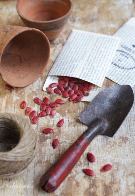 Recuperare e conservare semi di verdure e ortaggi semi zucca