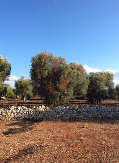 Le preoccupazioni legittime del Presidente della Dop Terra D'Otranto Dott. Giovanni Melcarne