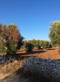 Le preoccupazioni legittime del Presidente della Dop Terra D'Otranto Dott. Giovanni Melcarne