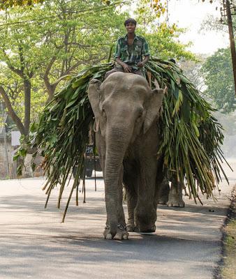 Northeast India - Considerazioni finali Northeast India - Considerazioni finali