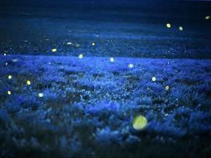 Lucciole: come s’illuminano? 111909774-1429f7c2-bf4f-4bb1-a5e5-3345e43205f7