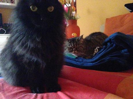 Se hai un gatto (e sei single) ce l’hai nel sacco!!! IMG_5597