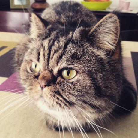 Se hai un gatto (e sei single) ce l’hai nel sacco!!! IMG_4648