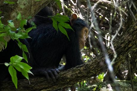 Dieci ragioni per andare in Uganda