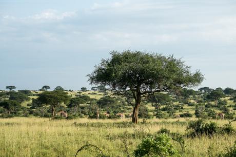 Dieci ragioni per andare in Uganda