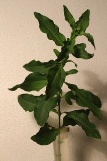 Saponaria officinalis - fam.Cariophillaceae