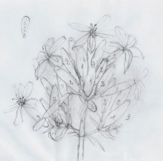 Saponaria officinalis - fam.Cariophillaceae