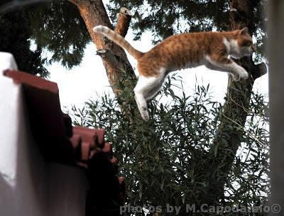 Pastiniello: dedicato al mio quartiere Pastiniello: dedicato al mio quartiere