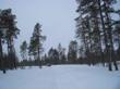 Aiuto, le foreste boreali stanno cuocendo!